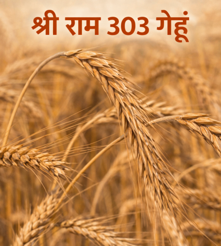 नई फसल (ताज़ा गेहूं)